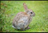 Tarcza z wizerunkiem zwierząt - królik 2