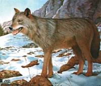 Tarcza z wizerunkiem zwierząt - wilk