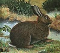 Tarcza z wizerunkiem zwierząt - królik